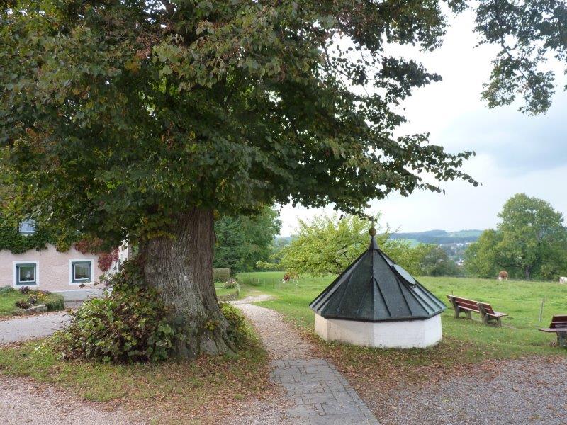 LACHBAUM DES JAHRES 2026